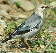 Red-billed Starling