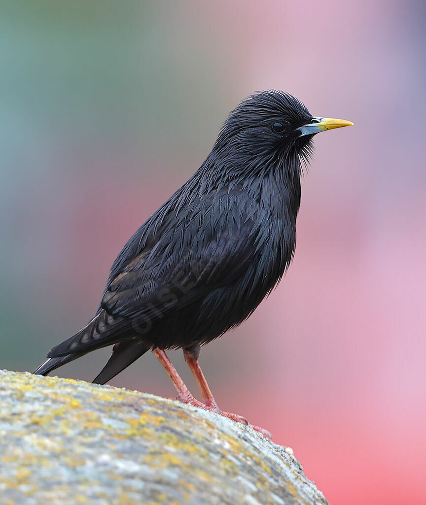 Spotless Starling male adult breeding, identification