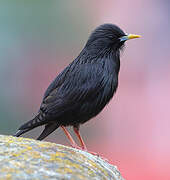 Spotless Starling