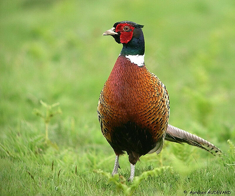 Common Pheasant