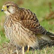 Common Kestrel