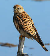 Common Kestrel