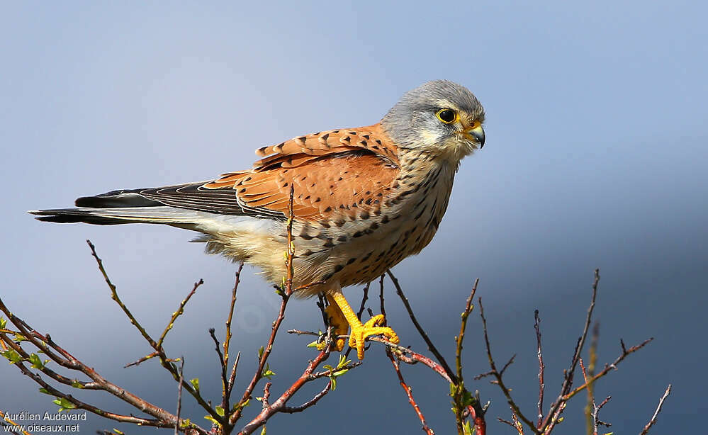 Common Kestrel male adult breeding, identification