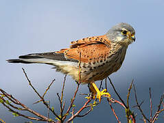 Common Kestrel