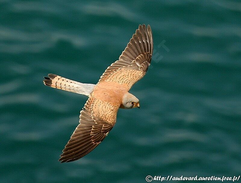 Lesser Kestrel