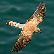 Lesser Kestrel