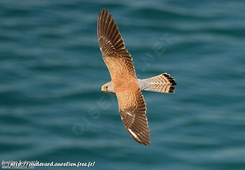 Lesser Kestrel male Second year, identification