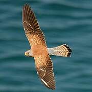 Lesser Kestrel