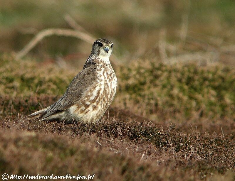 Merlin