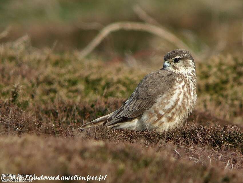 Merlin female adult, identification