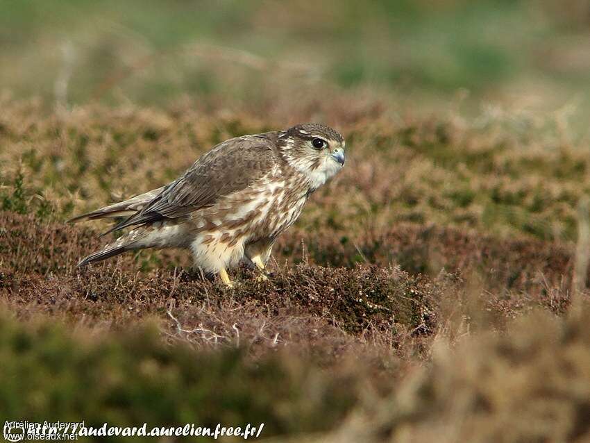 Merlin female Second year