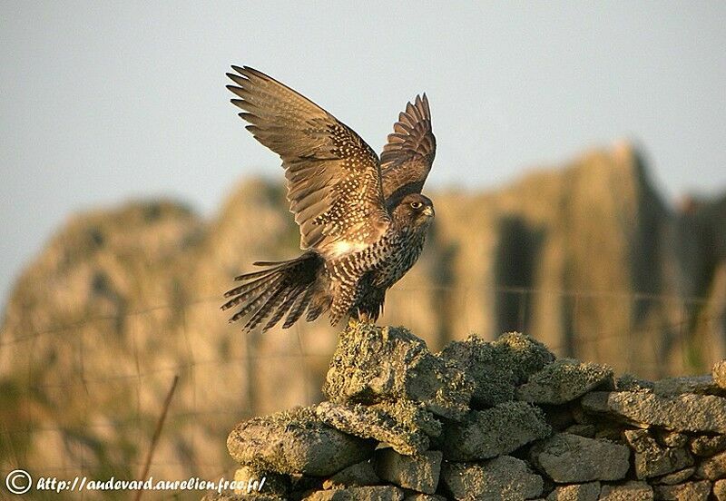 Gyrfalcon