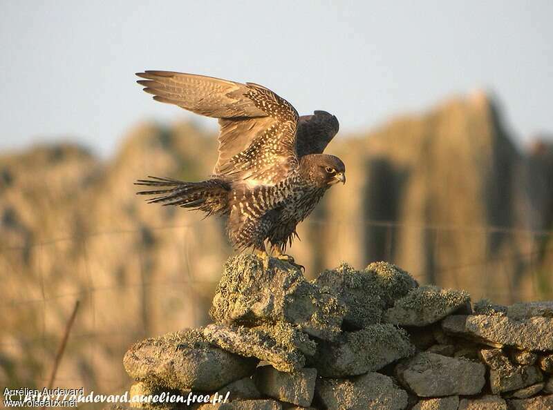 Gyrfalconimmature, Flight, Behaviour