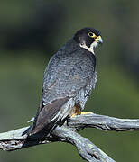 Peregrine Falcon