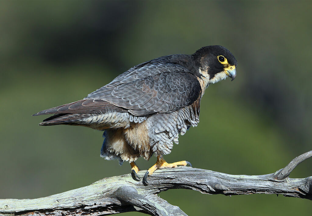 Faucon pèlerinadulte, identification