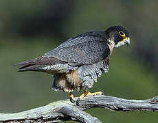 Peregrine Falcon