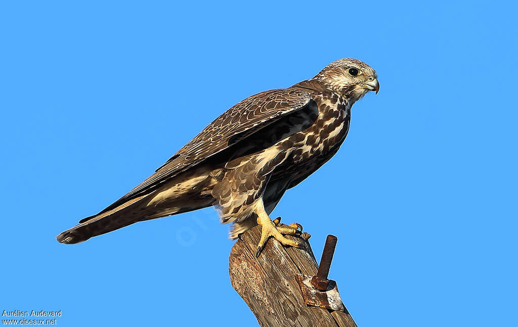 Saker Falconadult, identification