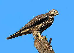 Saker Falcon