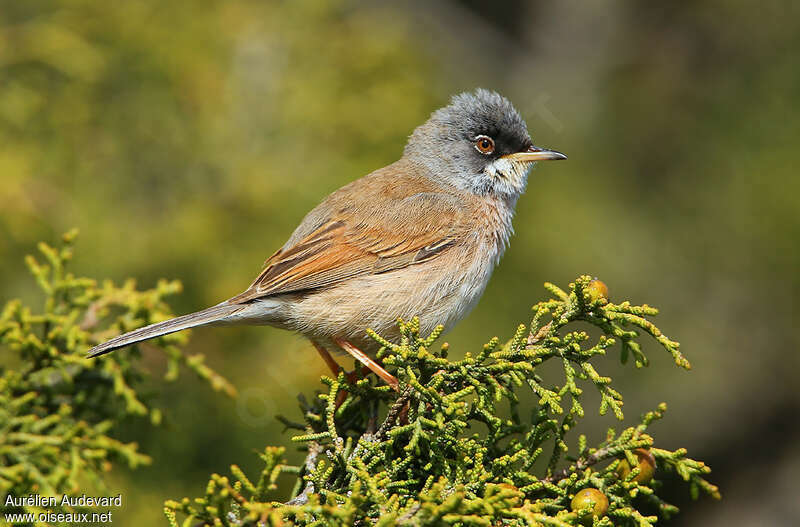 Spectacled Warbler male adult breeding, identification