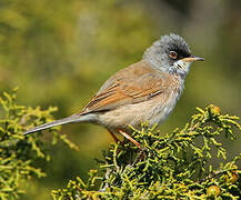 Spectacled Warbler