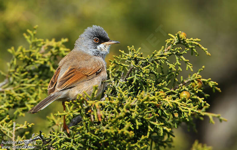 Spectacled Warbler male adult breeding, aspect, pigmentation
