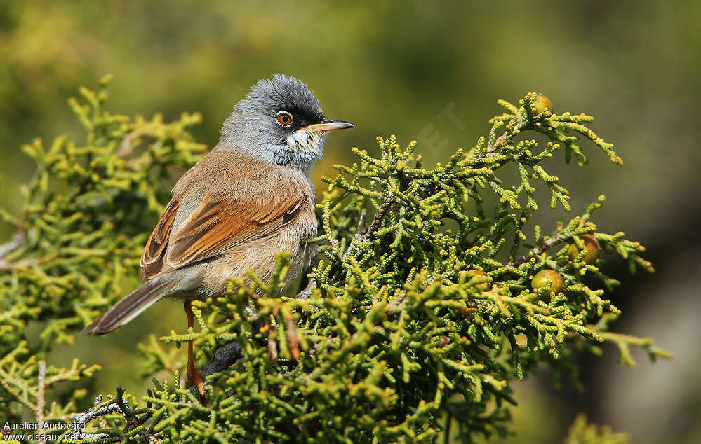 Spectacled Warbler male adult breeding, aspect, pigmentation