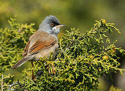 Spectacled Warbler