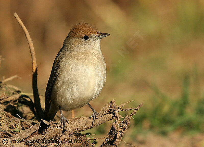 Fauvette à tête noire femelle immature