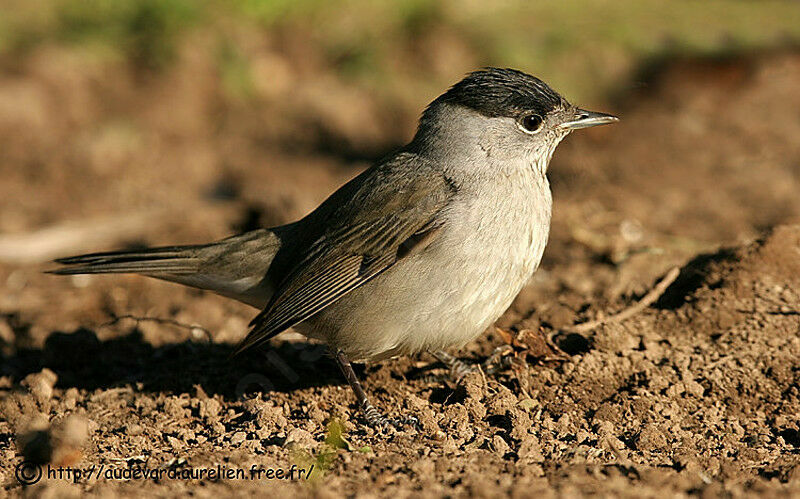 Eurasian Blackcap male immature