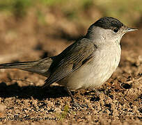 Eurasian Blackcap