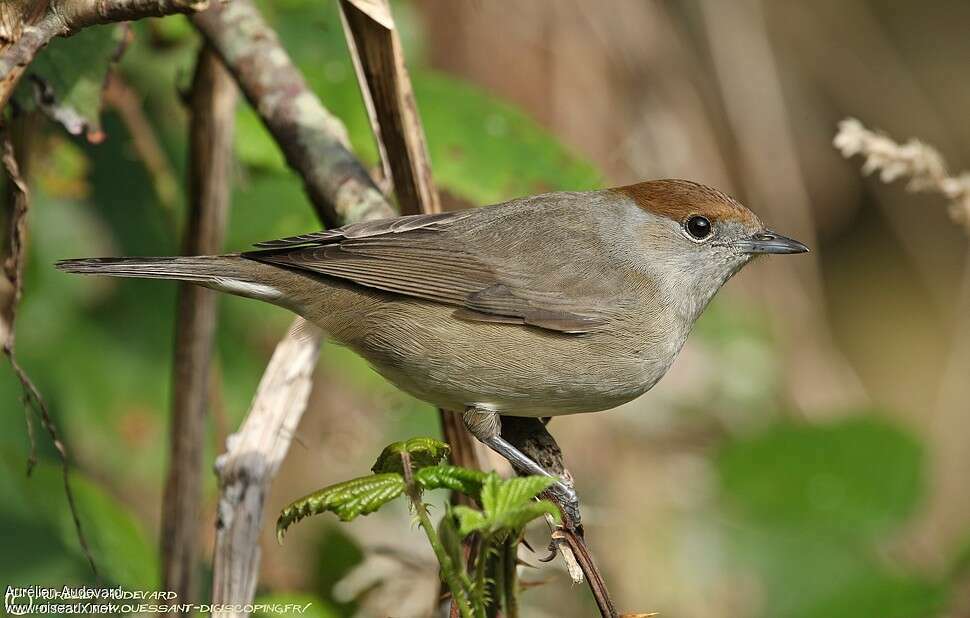 Eurasian Blackcap female adult, close-up portrait