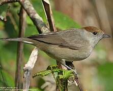 Eurasian Blackcap