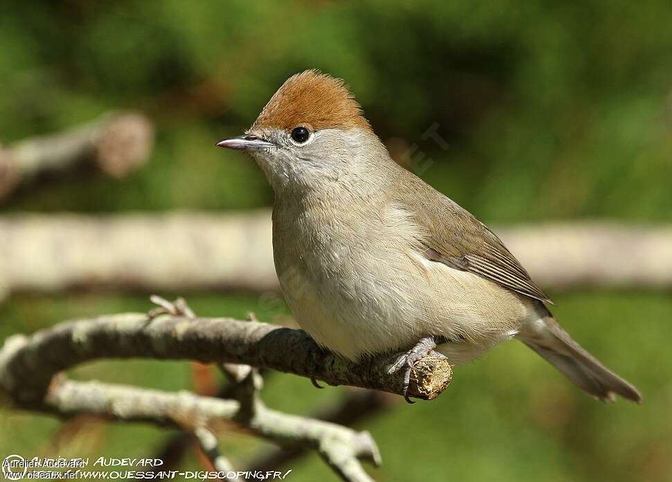 Eurasian Blackcap female adult, pigmentation