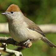 Eurasian Blackcap