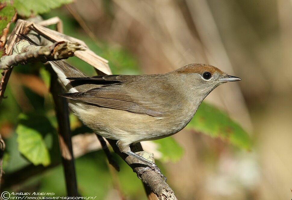 Eurasian Blackcap