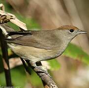 Eurasian Blackcap