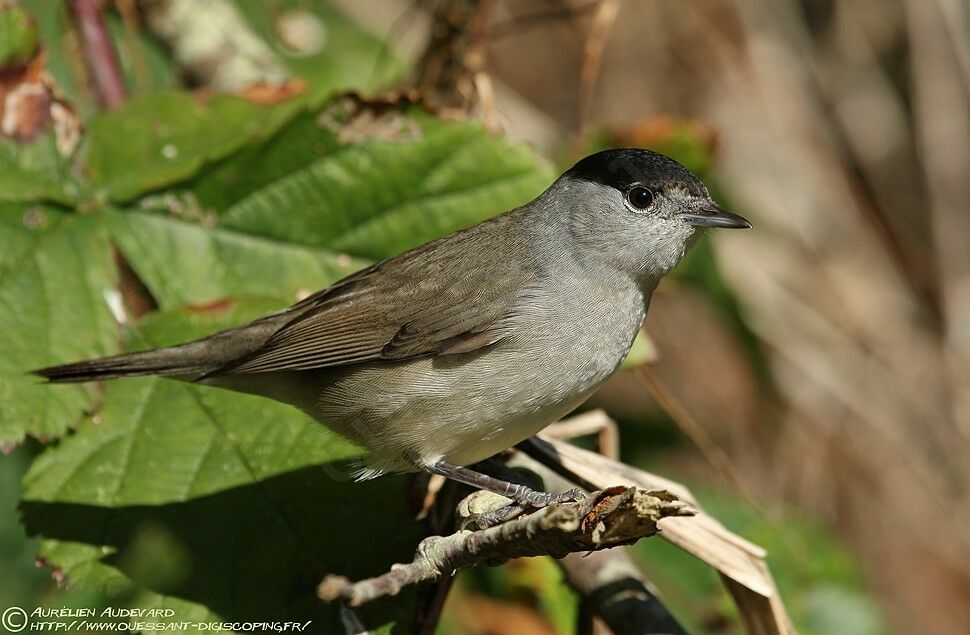 Eurasian Blackcap