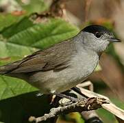 Eurasian Blackcap