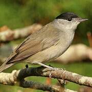 Eurasian Blackcap