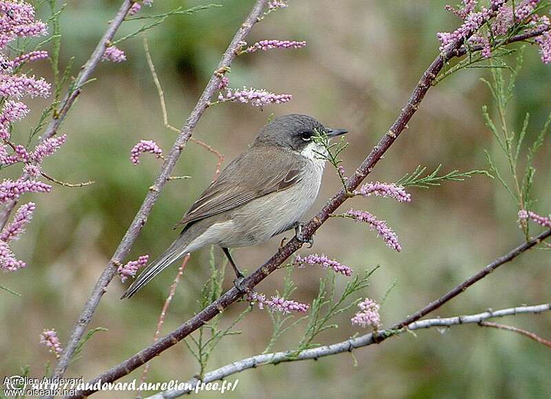 Lesser Whitethroatadult breeding, identification, pigmentation