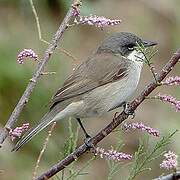 Lesser Whitethroat