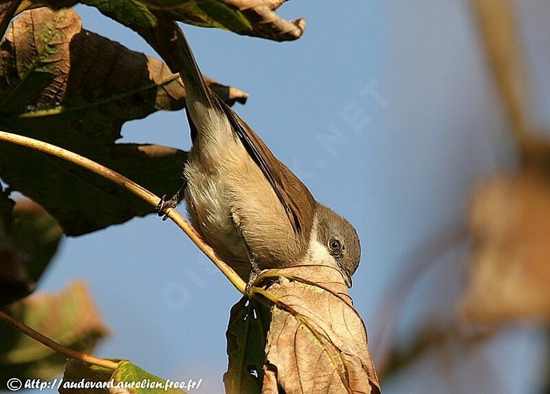 Lesser Whitethroatjuvenile