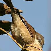 Lesser Whitethroat