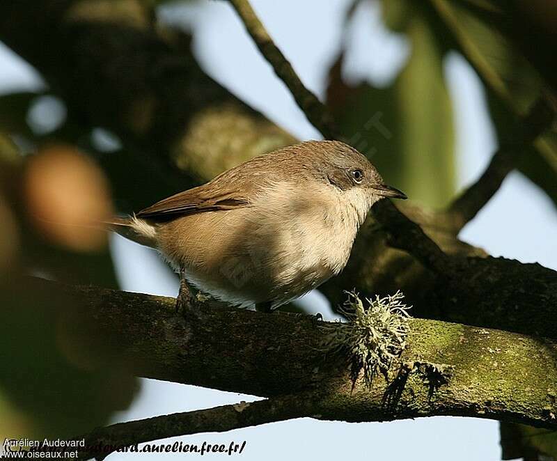 Lesser Whitethroatimmature, identification