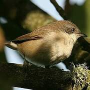 Lesser Whitethroat