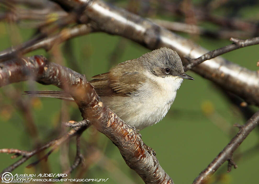 Lesser Whitethroat