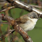 Lesser Whitethroat