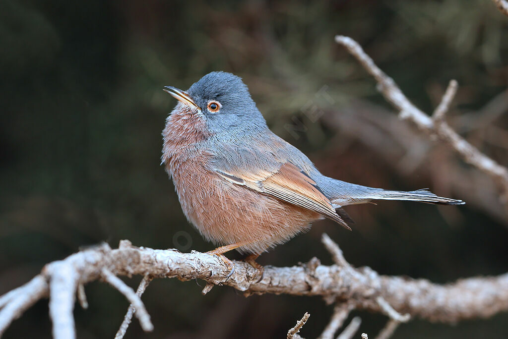 Fauvette de l'Atlas mâle adulte nuptial, identification