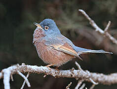 Tristram's Warbler