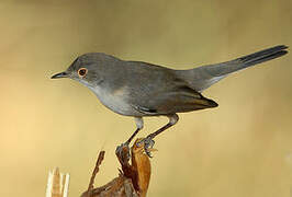 Menetries's Warbler